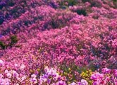 영취산진달래꽃 풍경